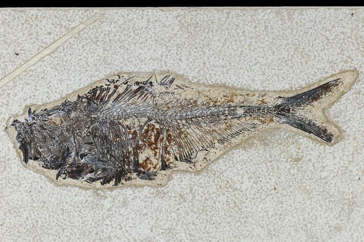 Fossil Fish (Diplomystus) - Green River Formation #117141